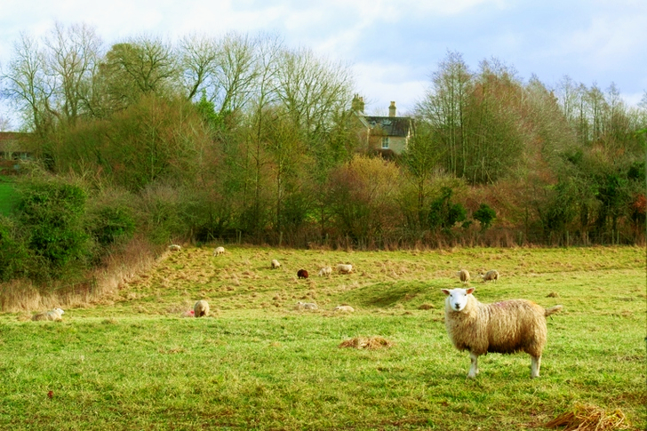 Sheep on Grass Field