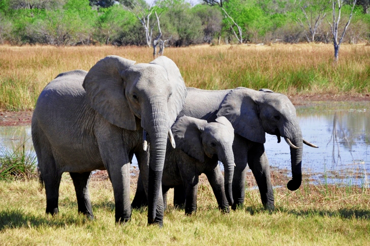 فيلة كبيرة بالقرب من البحيرة