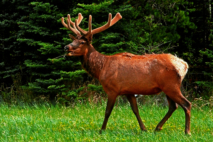 Brown Buck on Green Grass during Daytime