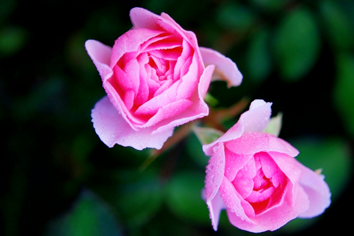 Pink Petal Flower in Close Up
