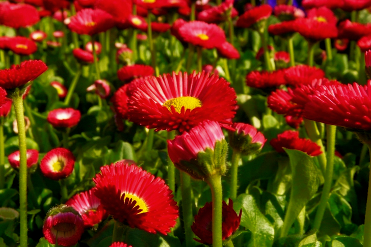 Fleur rouge et jaune