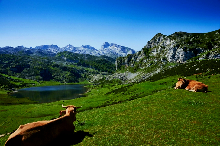 Two Brown Cattle Lying on Grass