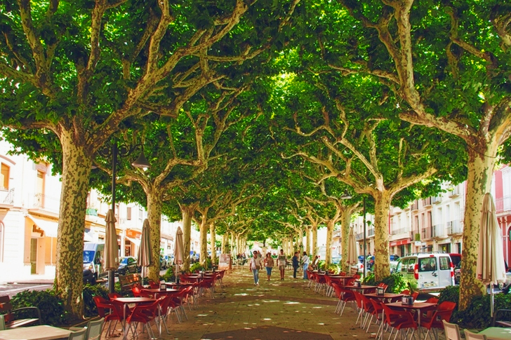 Green Leaf Trees at Daytime