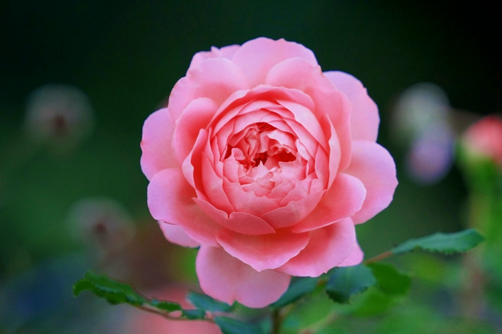 Shallow Depth of Field Pink Rose Flower