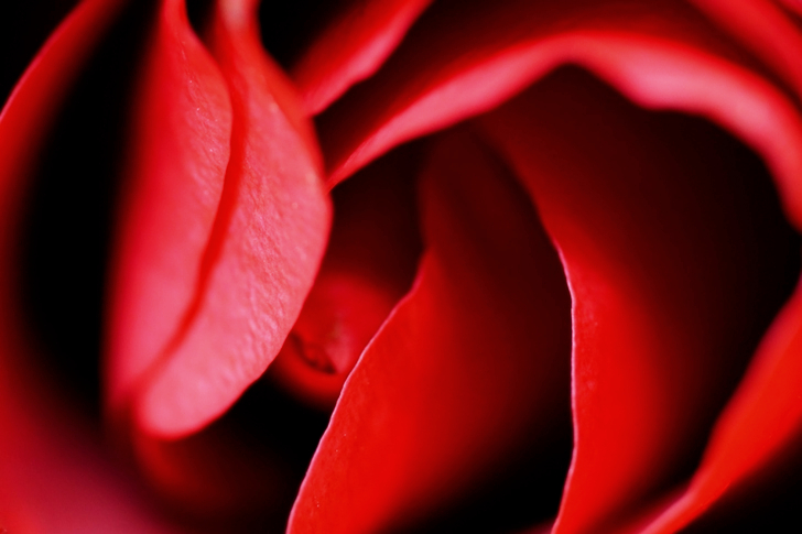 Mise au point superficielle de la rose rouge