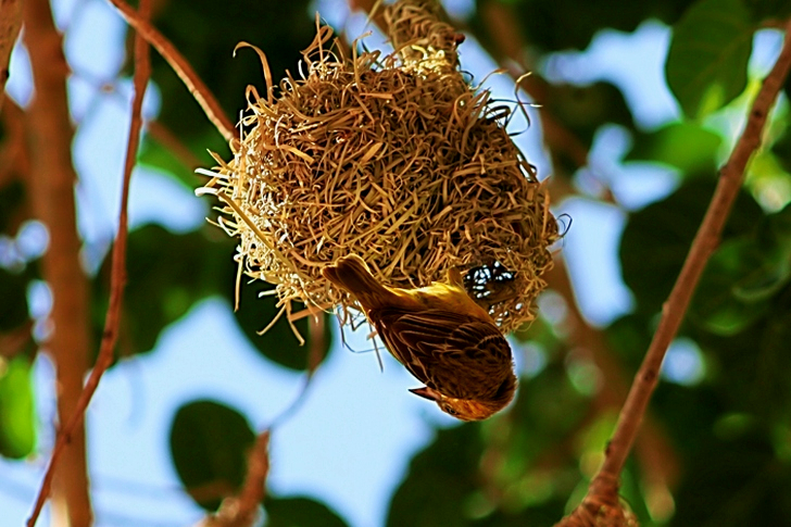 Sparrow Making Nest