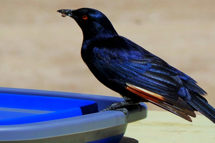 Selective Focus of Black Raven on Plastic Container