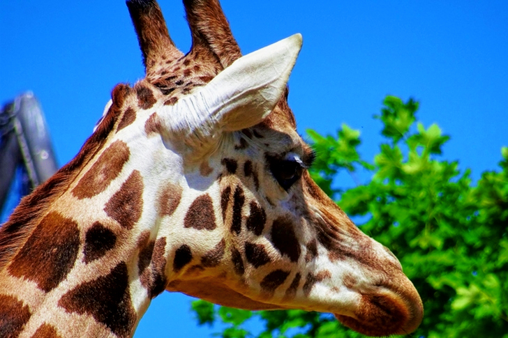 Giraffe Head Beside Green Leafed Tree