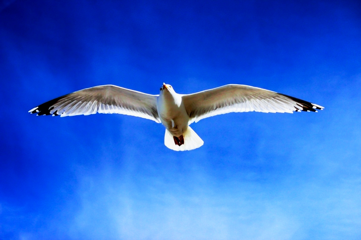 White Seagull Flying on Sky