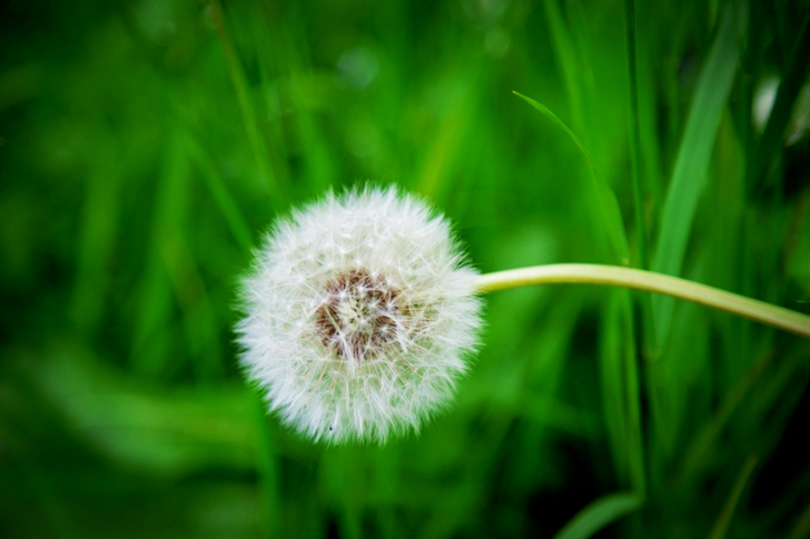 White Dandelion in Shallow Focus