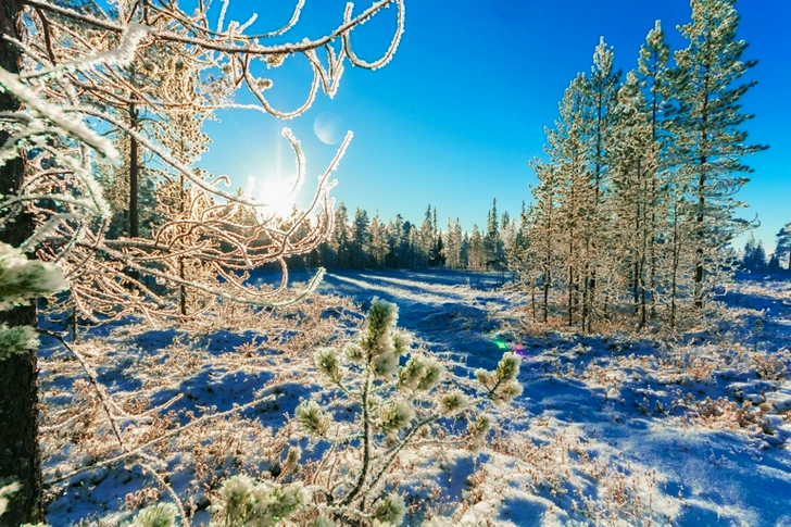 Pine Trees in Winter