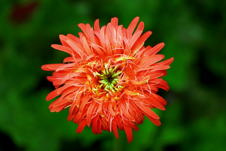 Red Chrysanthemum Closeup