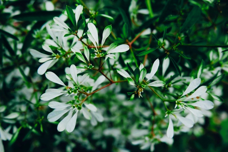 White Petaled Flowers