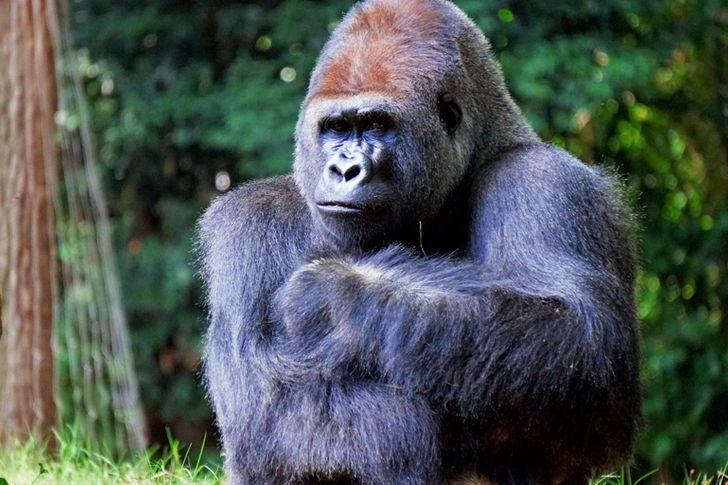 Close Up of Gorilla
