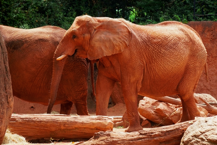 الفيل البني