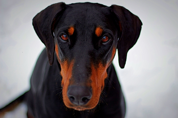 دوبيرمان بينشر بالغ أسود وبني اللون عن قرب