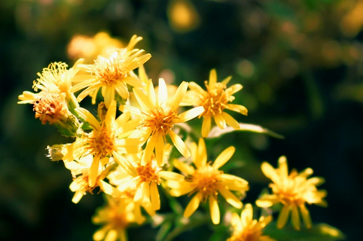 Yellow Petaled Flowers