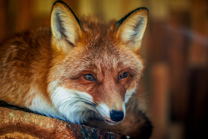 Fox on Brown Wooden Plank