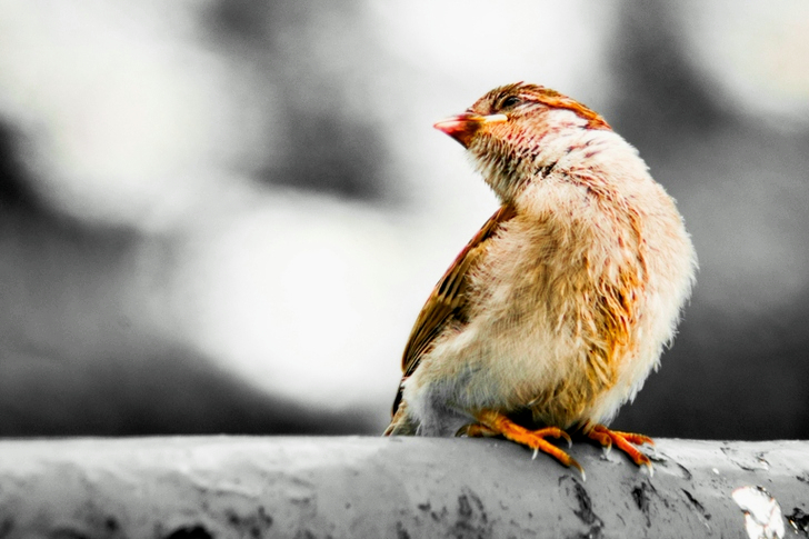 Close-up of Brown Bird