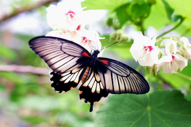 Gray and Black Butterfly Sniffing White Flower
