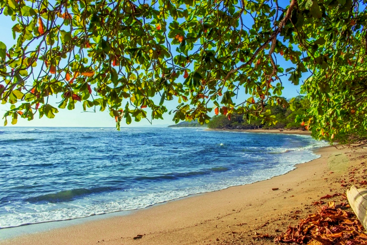 Trees Near Seashore during Golden Hour