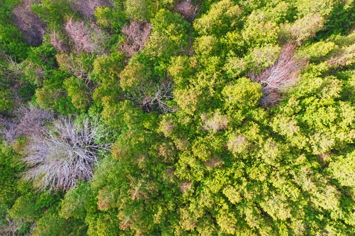 Aerial Green Forest Trees