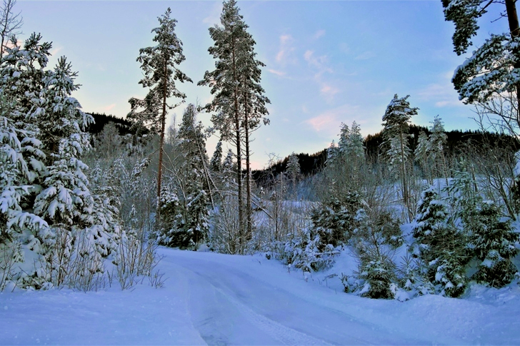 Tall Trees Covered With Snow Near Cliff