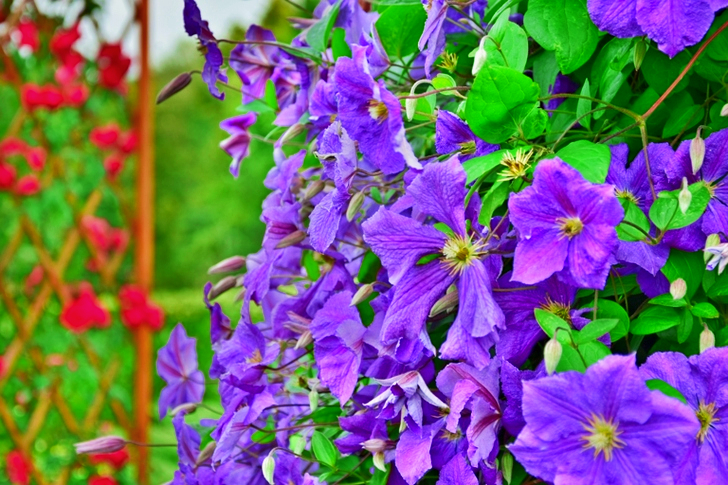 Fleurs à pétales violets entièrement épanouies