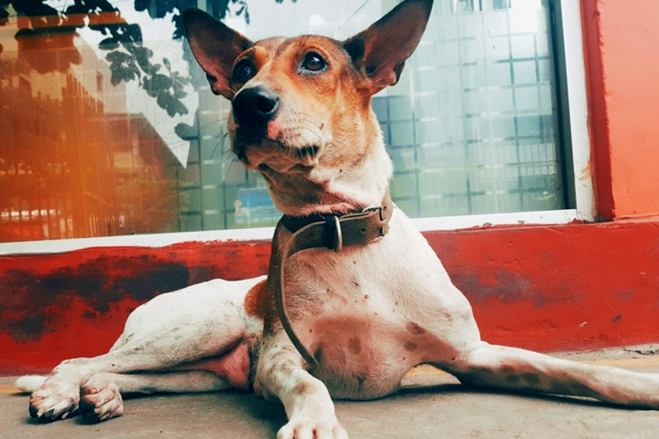 كلب متوسط ​​​​الحجم قصير الشعر بني اللون وأبيض اللون مع طوق بني على التركيز