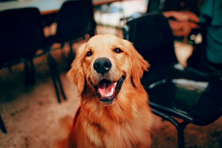 Short-coated Tan Dog