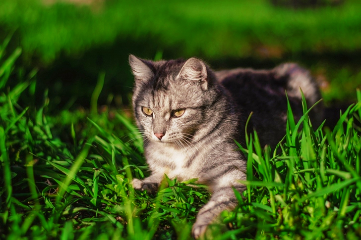 Focal Focus of Silver Tabby Cat Lying on Green Grass Field