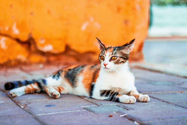 Close-Up of Tabby Cat