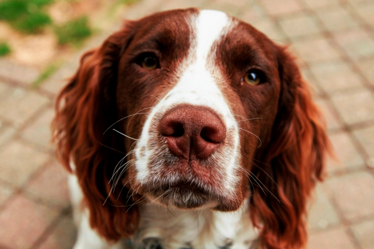 Close-Up of Furry Dog