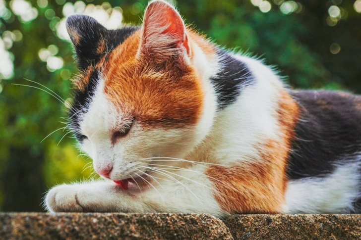 Calico Cat Licking Paw