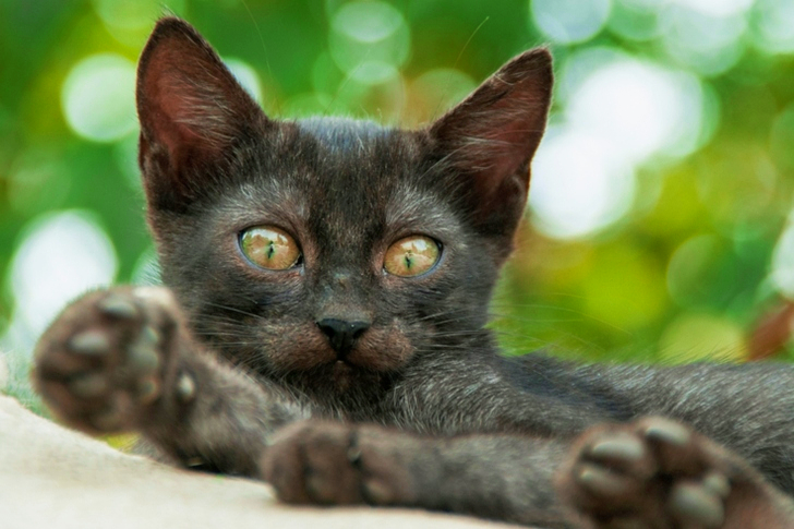 Close-Up of Black Cat