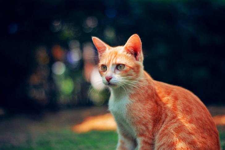 Orange Tabby Cat