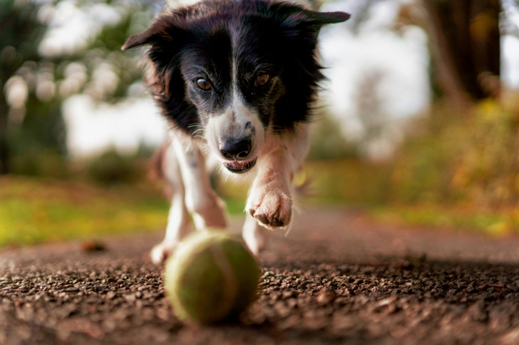 Tilt Shot of Dog Chasing the Ball
