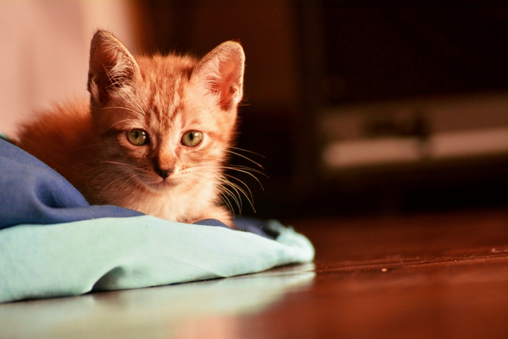 Close-Up of Orange Tabby Cat