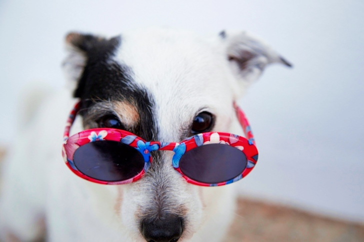White Dog Wearing Sunglasses