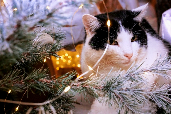 White and Black Cat Beside Christmas Tree With String Lights