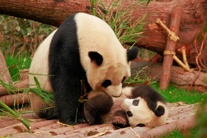Panda and Cub Playing