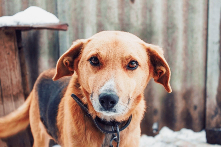 لقطة مقربة من صفائح الحديد الرمادية ذات الشعر القصير واللون البني والأسود