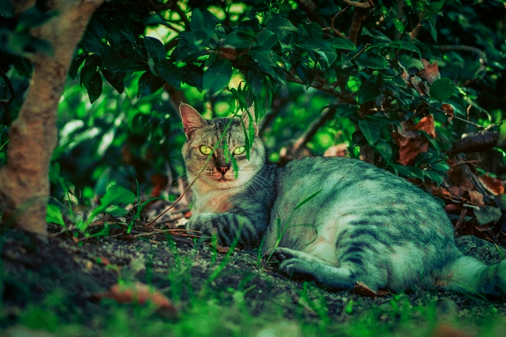 Lähikuva lialla makaavasta kissasta