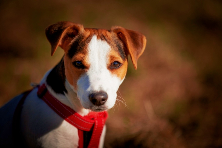 Close-Up of Jack Rusell Terrier