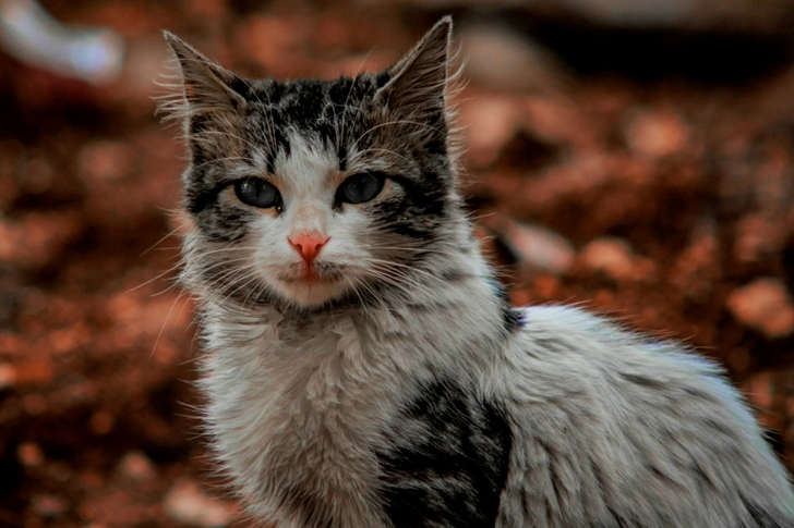 التركيز الضحل للقطط البيضاء والسوداء قصيرة الشعر