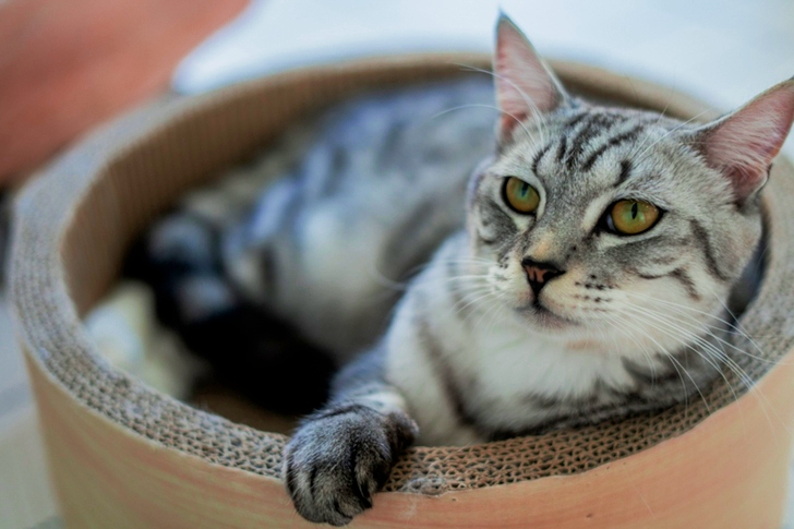 Silver Tabby Cat on Round Cardboard Tube