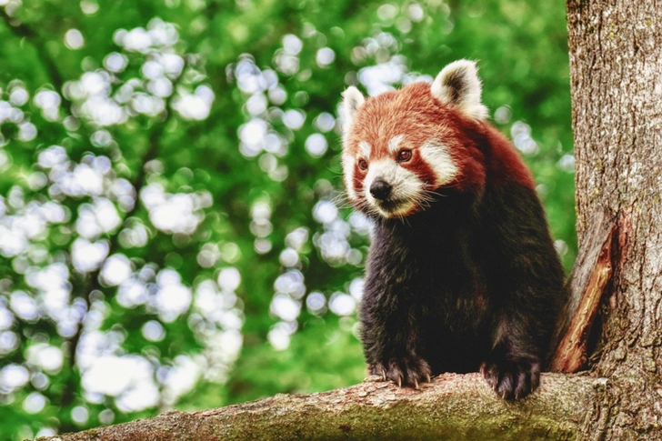 الدب البني على فرع الشجرة