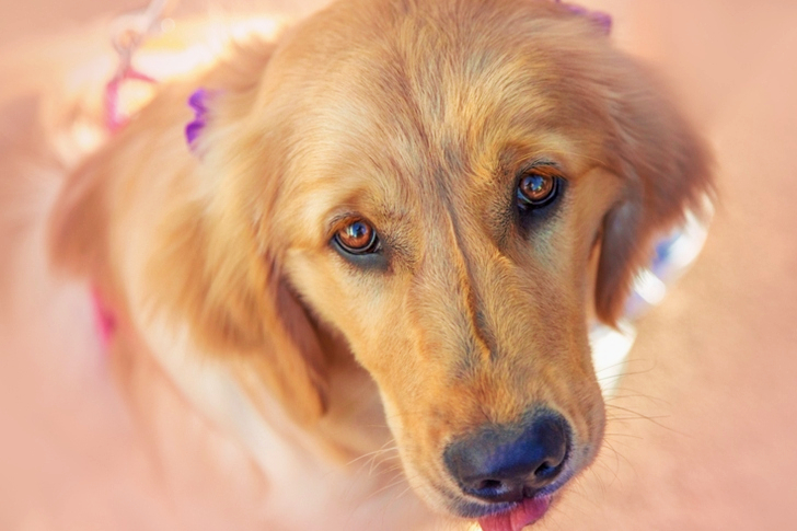 Nærbilde av en Fawn Dog