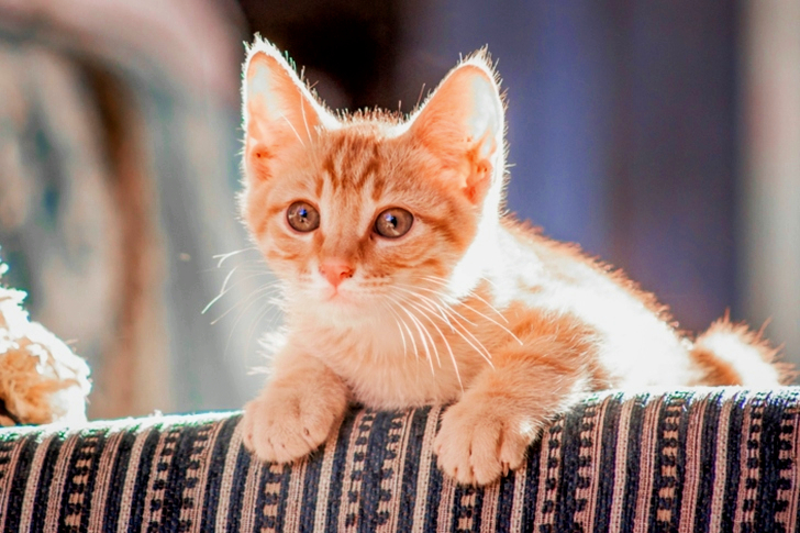 Close-Up of Orange Tabby Cat