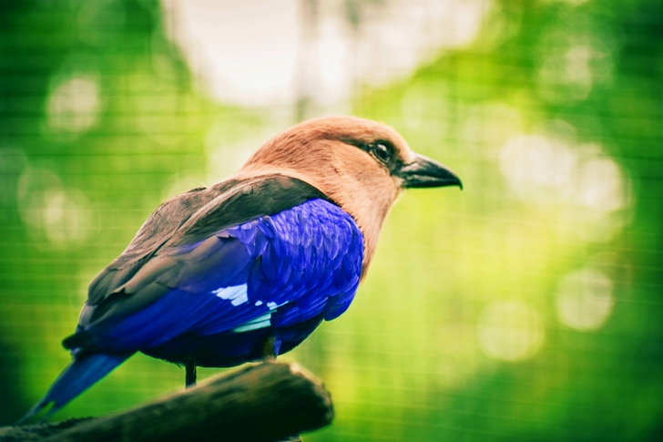 Close-Up of Perched Bird